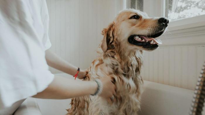 Dog shampoo diy