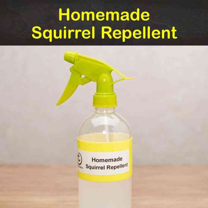 Diy squirrel repellent