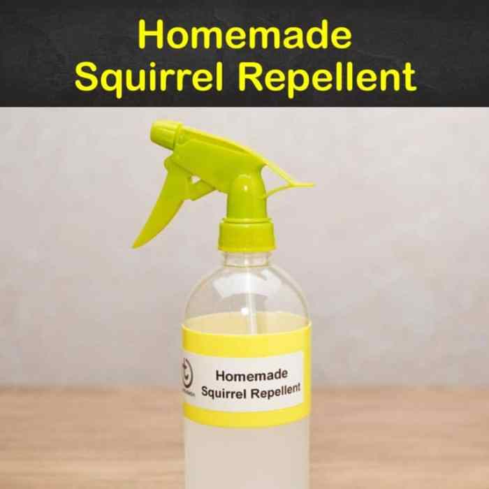 Diy squirrel repellent