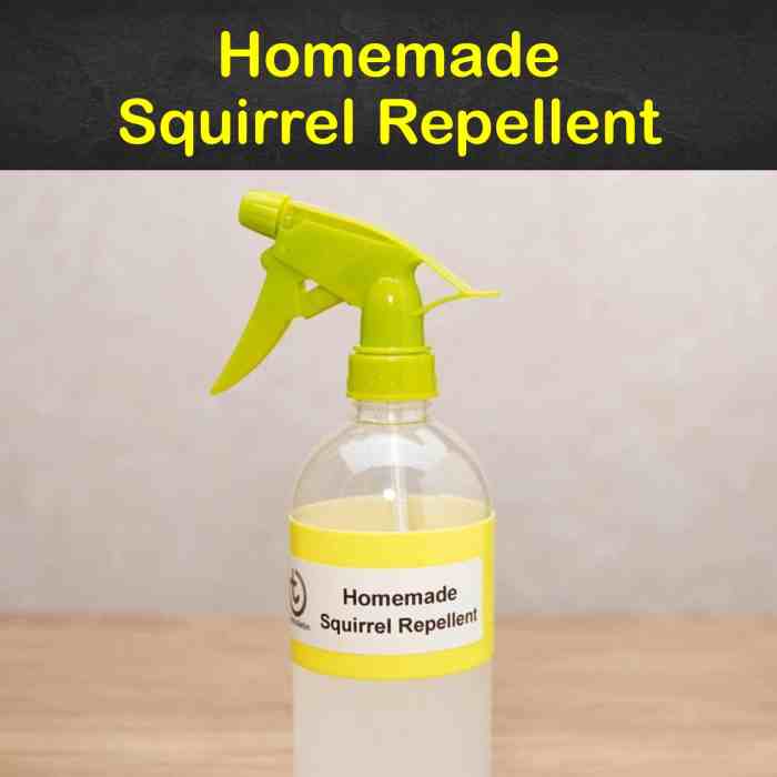 Squirrel repellent houseofhawthornes repellant squirrels hawthornes pests